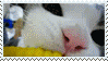 catcorn
